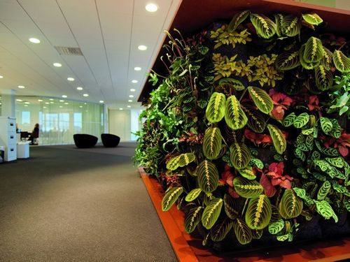 办公室装饰植物布置有哪些风水讲究